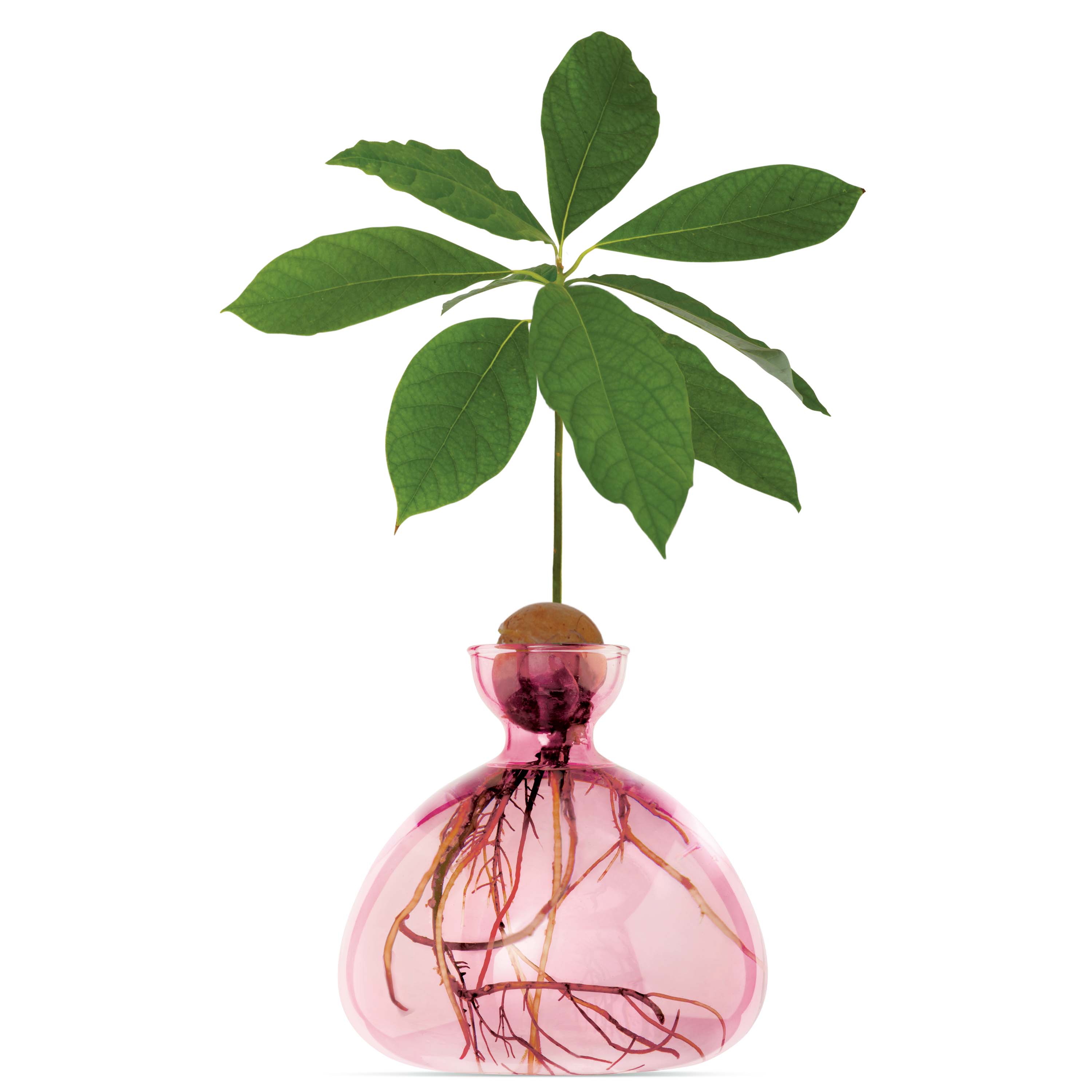 Vase Avokado Rosa