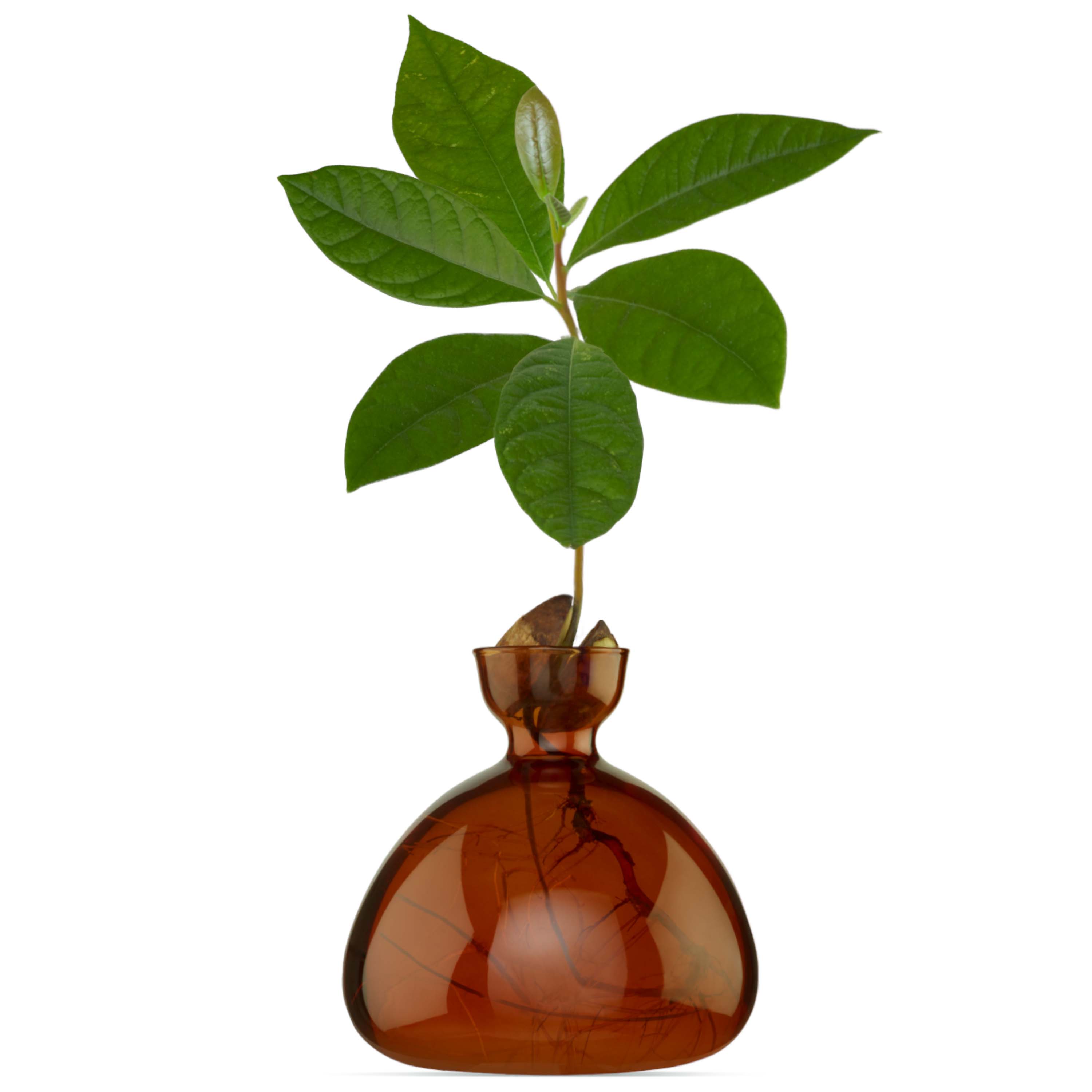 Vase Avokado Brun